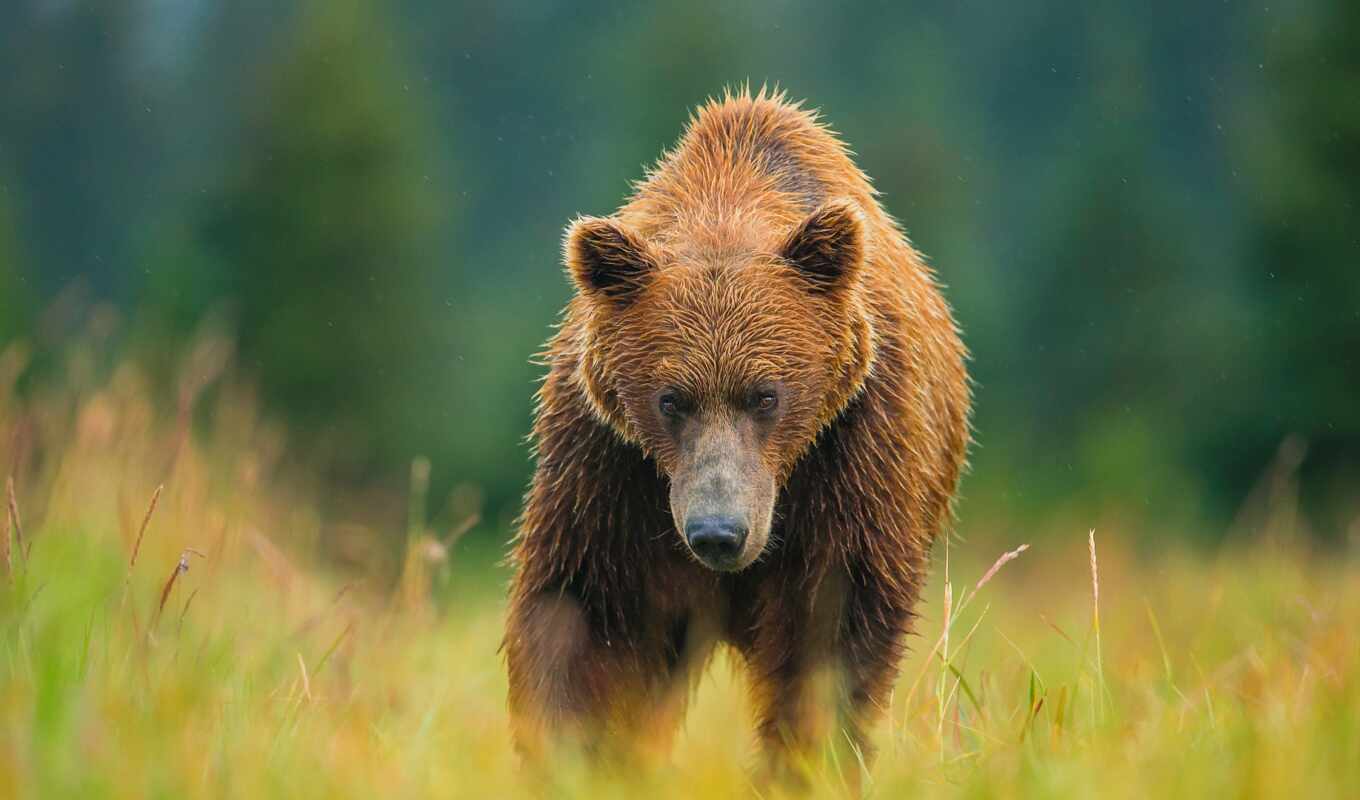 brown, bear, animal, spider, marine, grizzly, high - quality, bear, lead, bhmpic