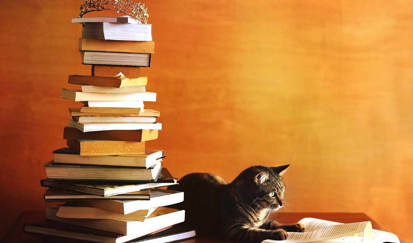 book, cat, autumn, table, read, grey, stack