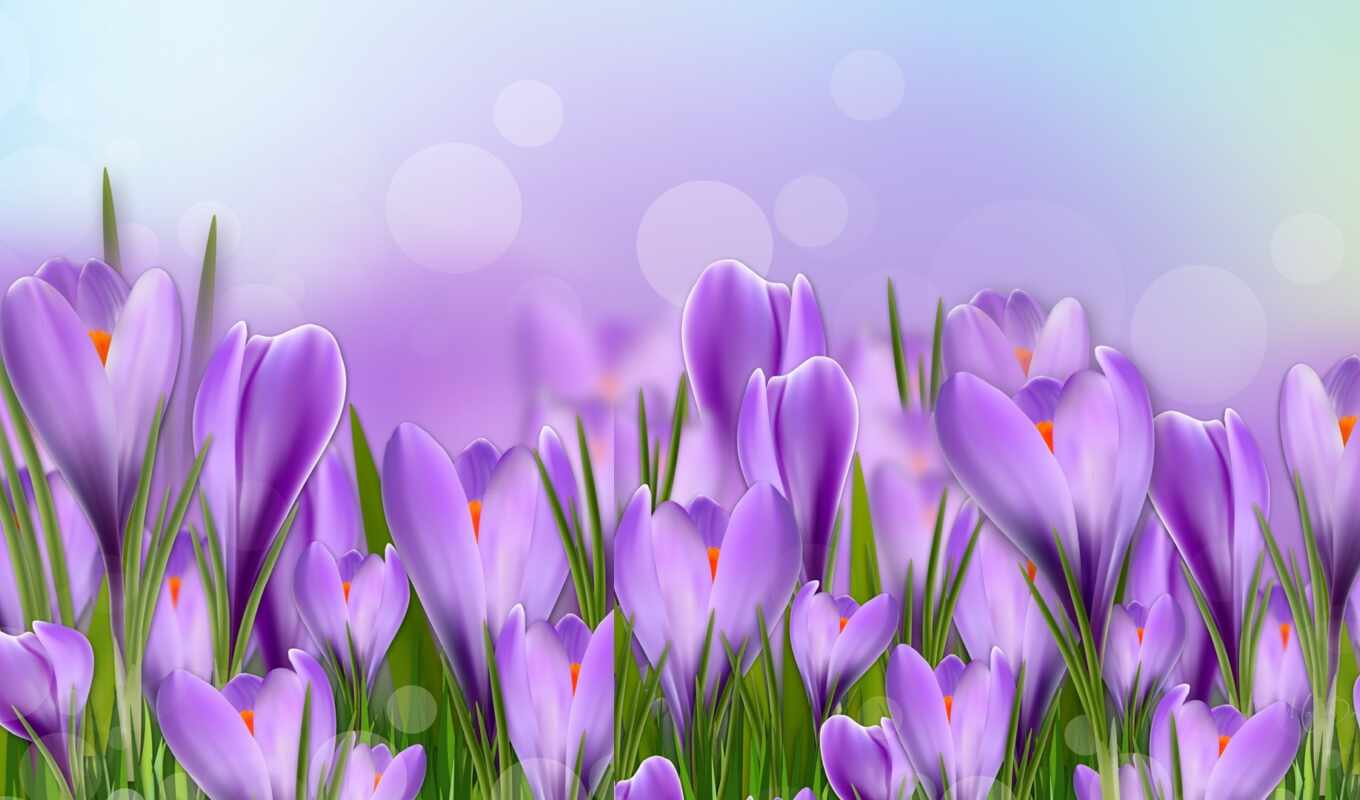 flowers, purple, spring, crocus