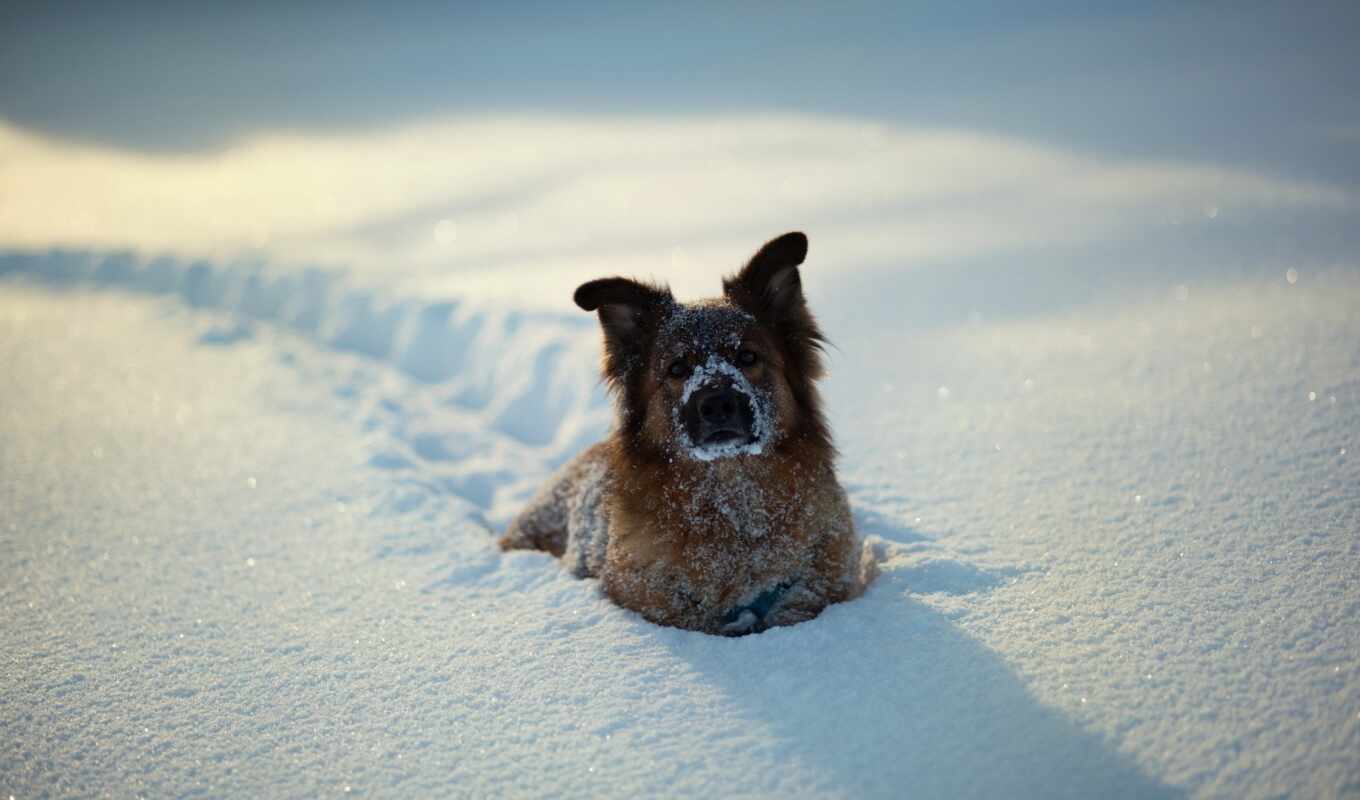 snow, winter, dog, Tan, animal, a mammal