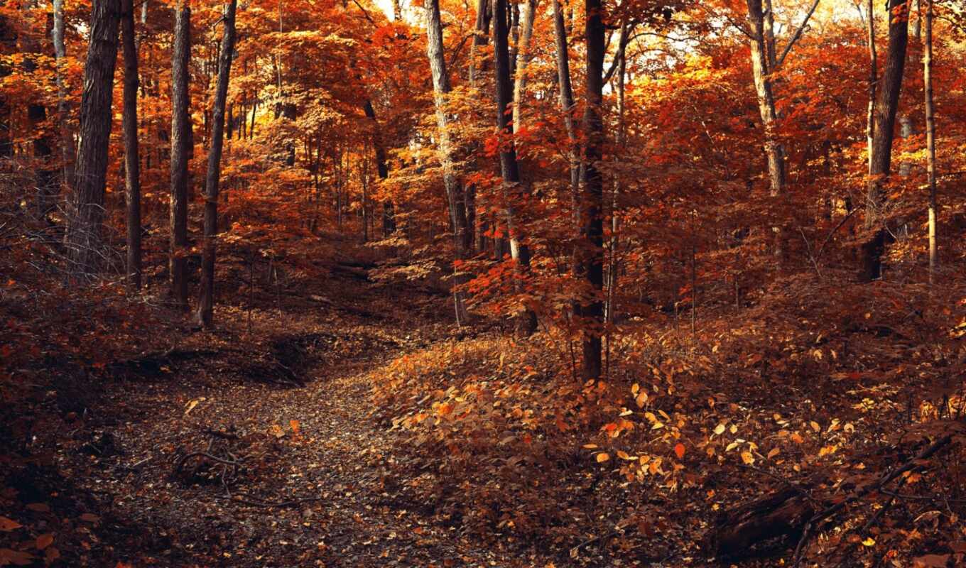 лес, осень, листва, trees, туман, тропинка, ветки