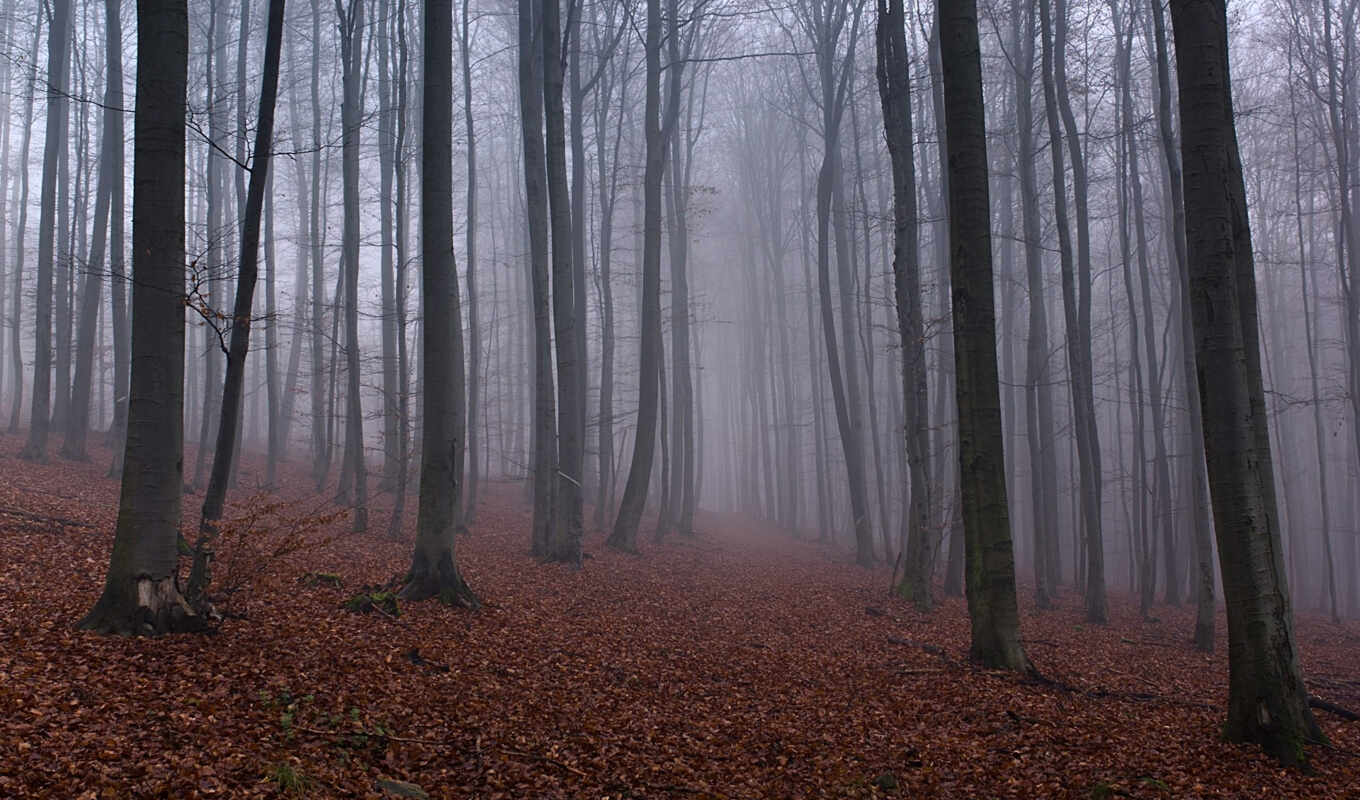 лес, осень, красивый, тумане