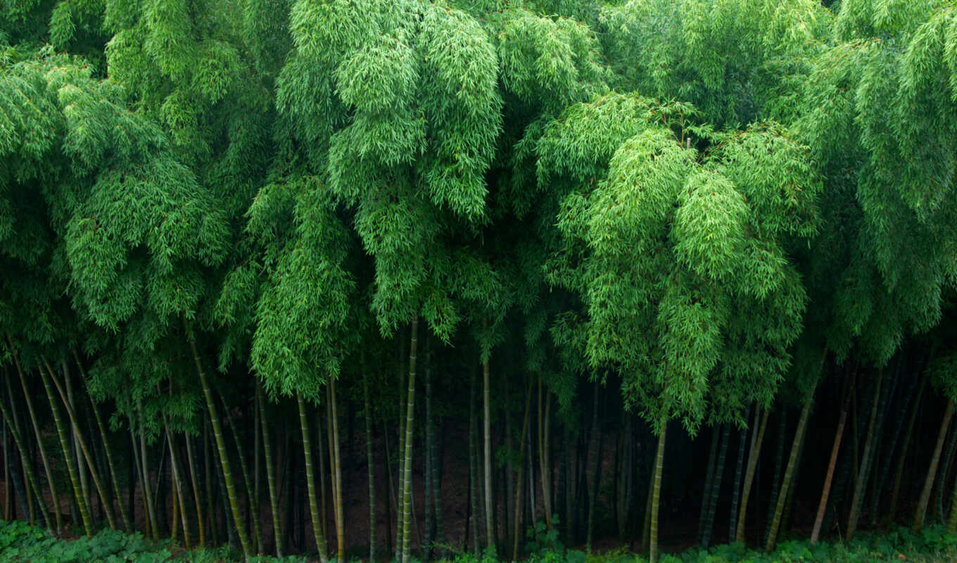 лес, бамбук, плакат, японии, густой, kyoto, сагано