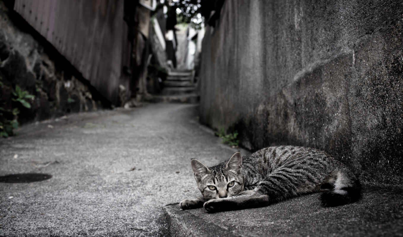 background, screen, with, one, cat, street, animals, asfalto