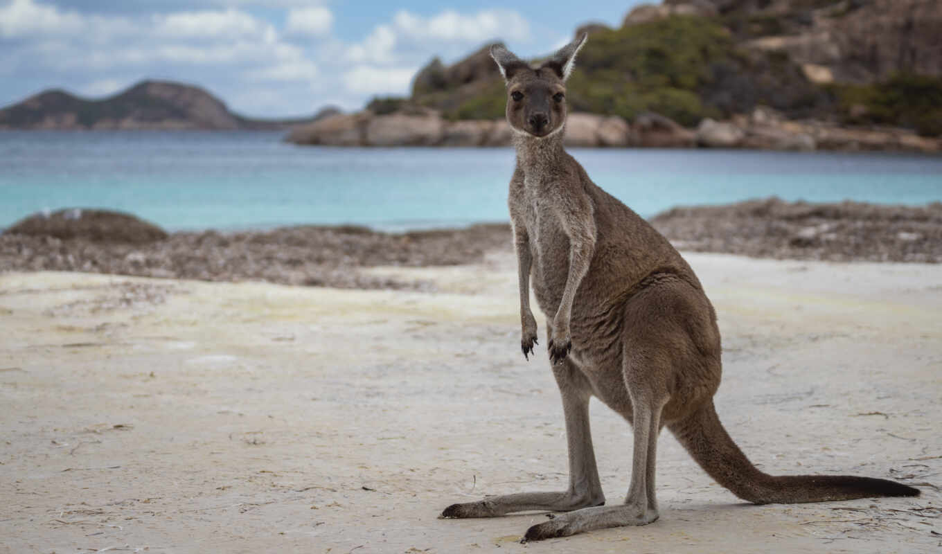 пляж, австралия, animal, grand, park, national, western, тег, cape, kangaroo