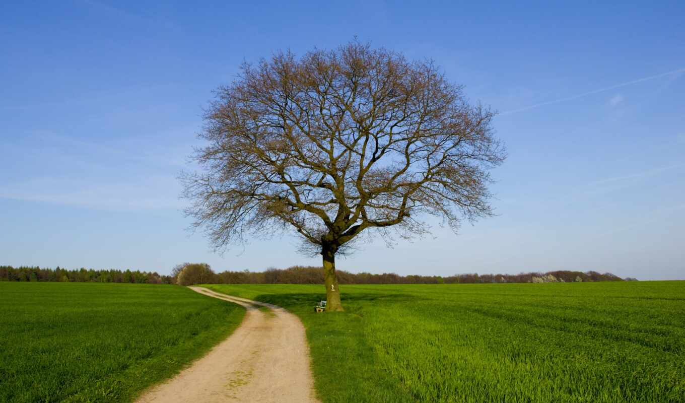 tree, field, expensive