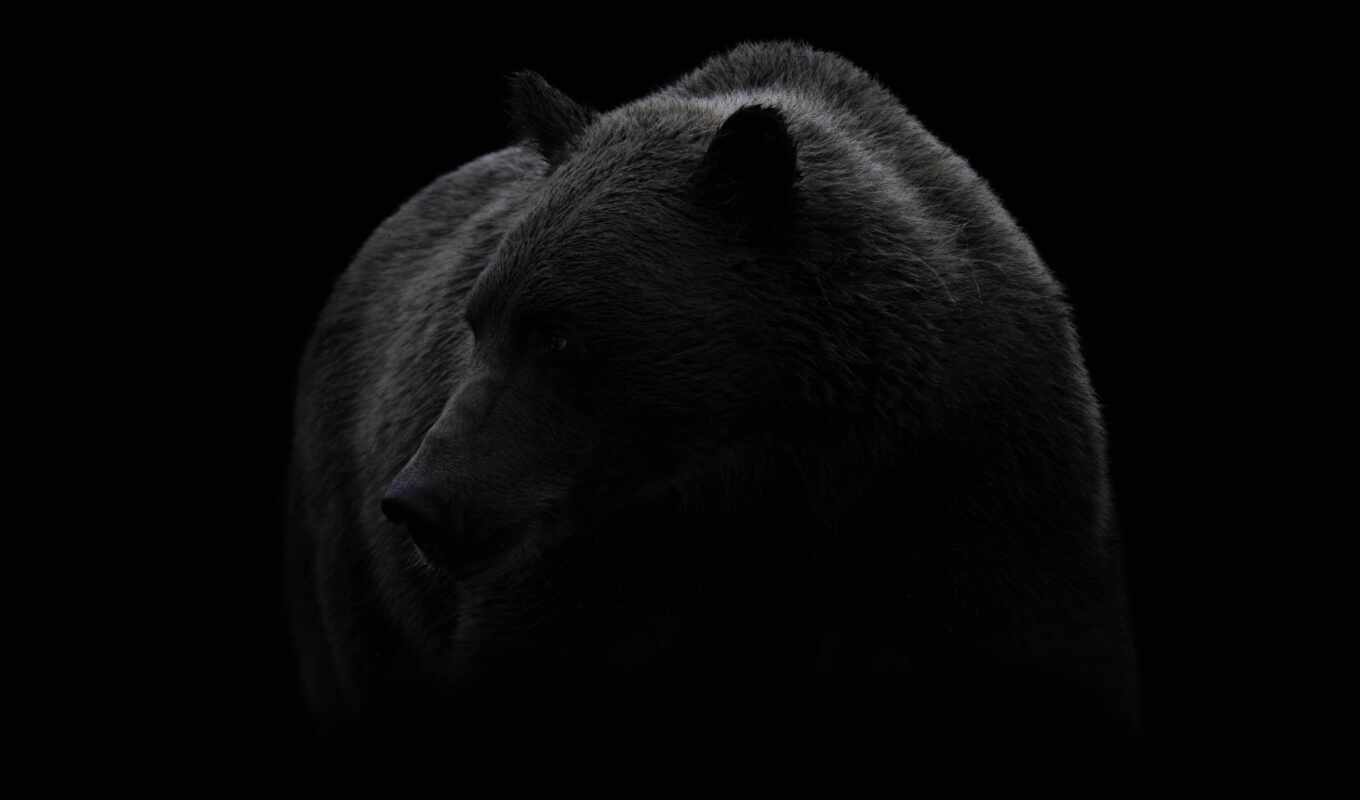 black, white, bear