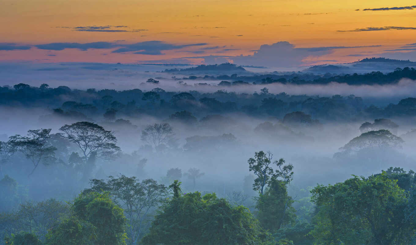 утро, amazon, rainforest, floresta