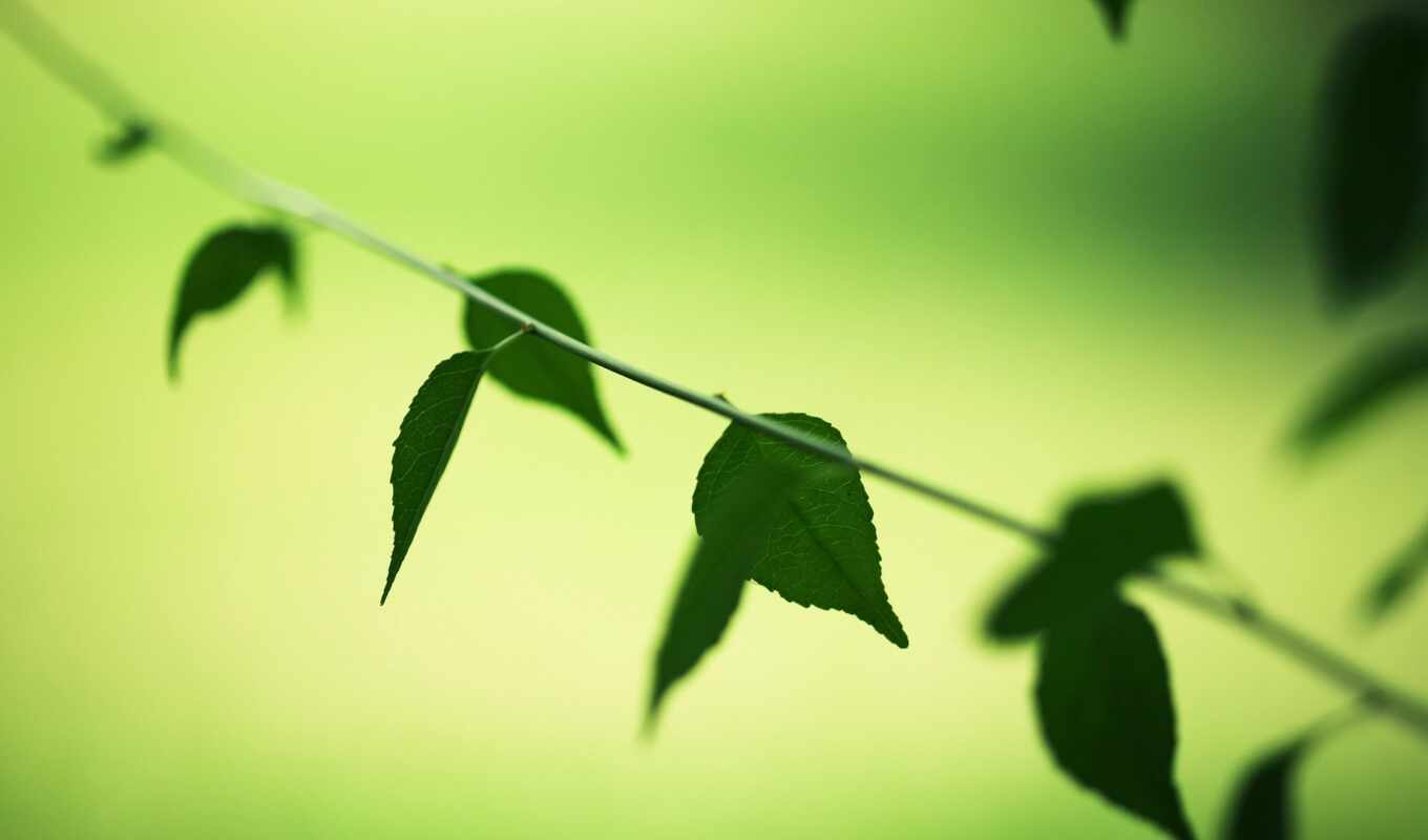 дерево, зелёный, leaf