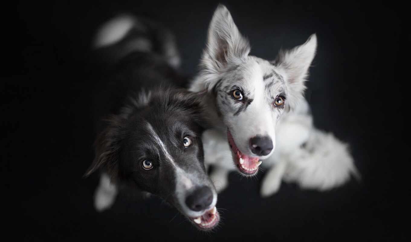 black, white, cute, собака, овчарка, australian