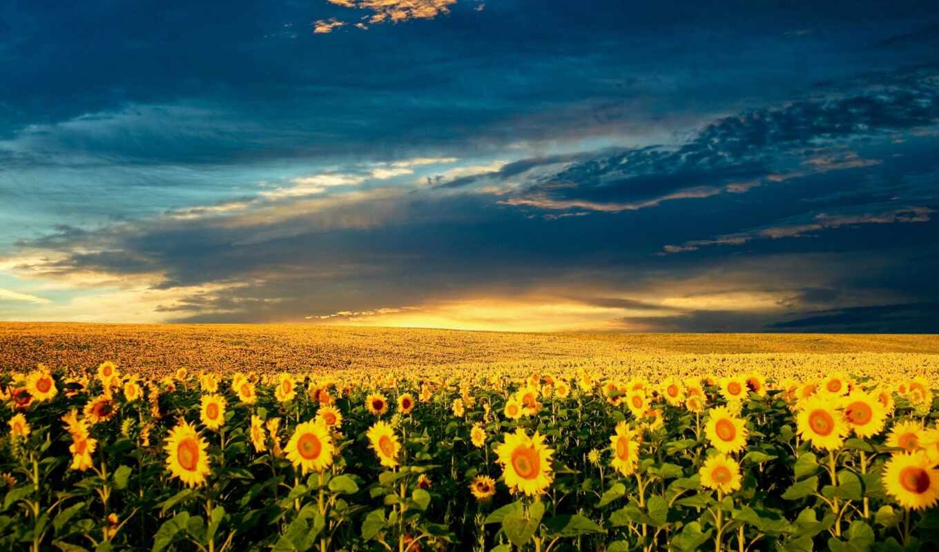 nature, sunset, field, sunflower