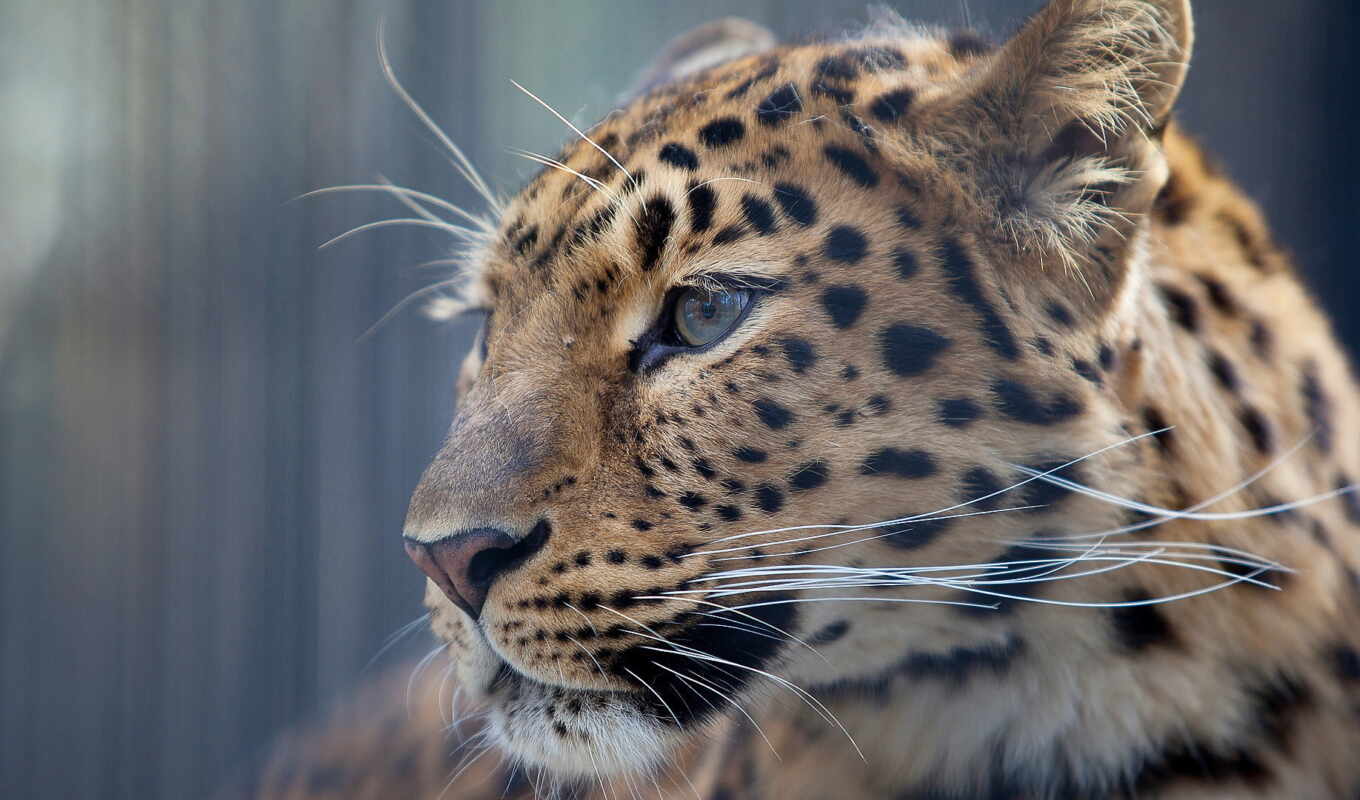 profile, leopard, muzzle