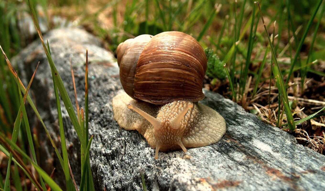 snails, zhivotnye, snail