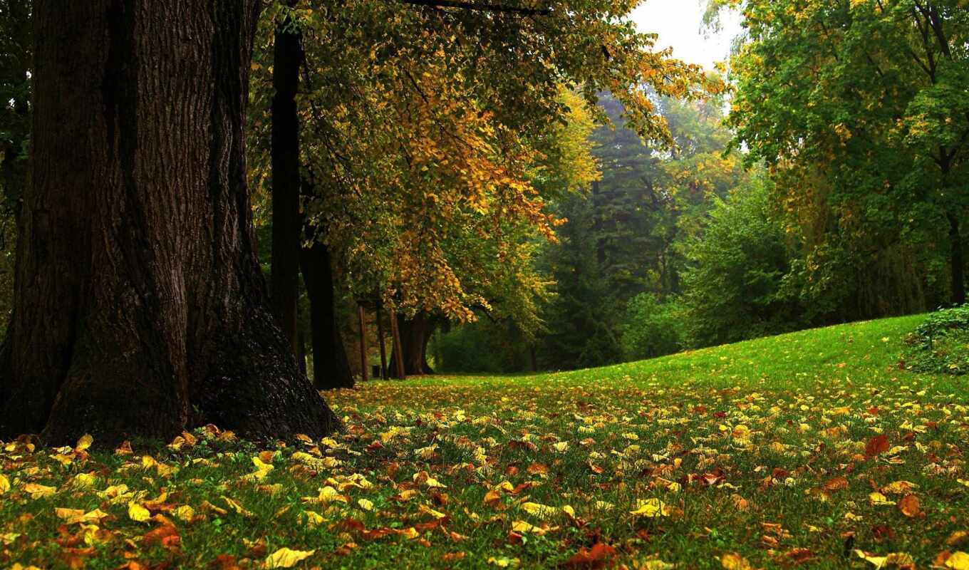 nature, grass, high, autumn, foliage, park
