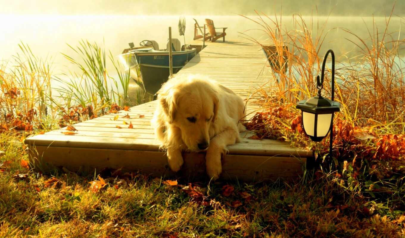 близко, лежит, золотистый, осень, собаки, корабли, озера, retriever, туманного, пирсе