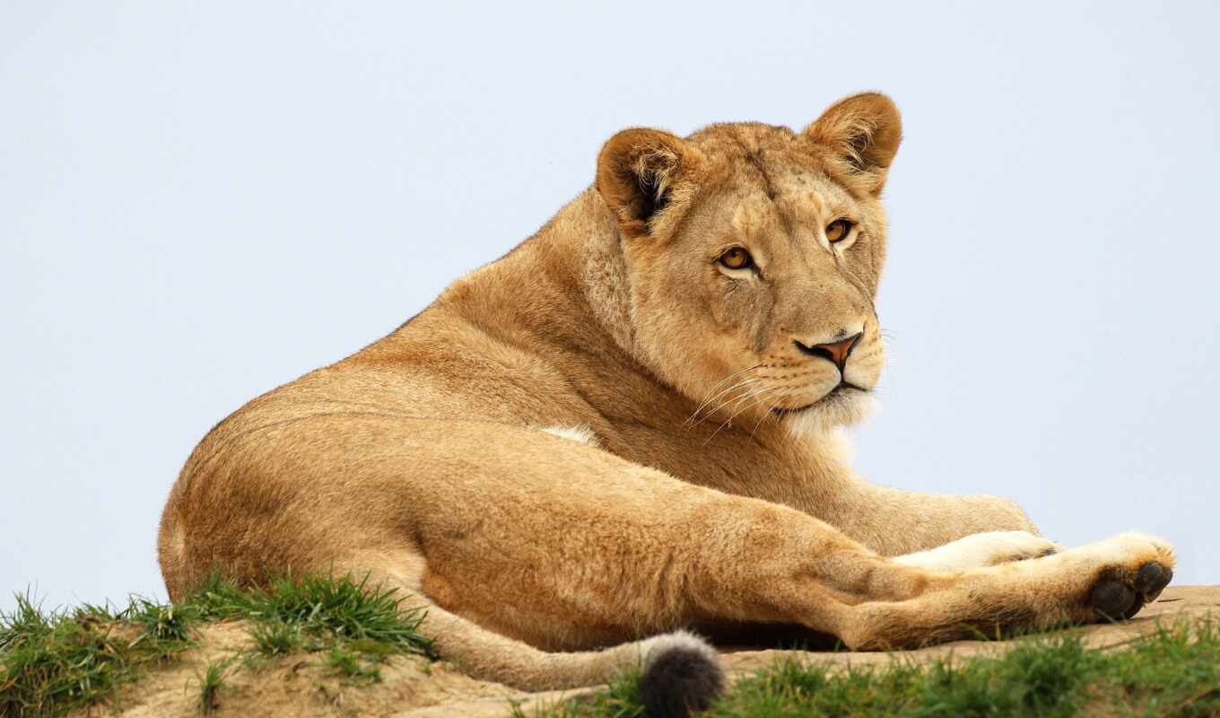 lion, eyes, panthera, lioness, Leo, background, rear, liar, ass, wajah, kuce