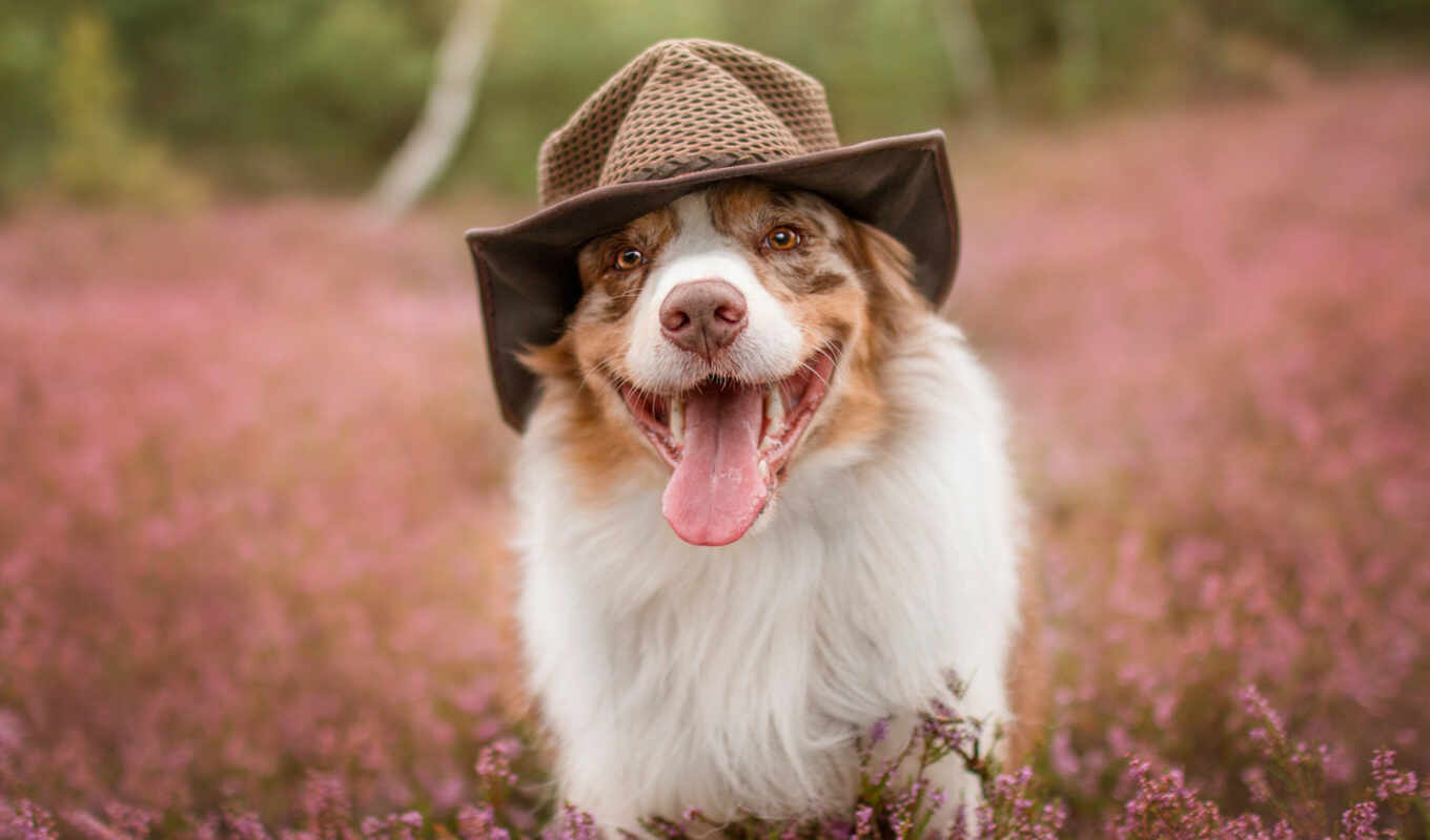 nature, hat, summer, dog, awesome, animal, australian, australian