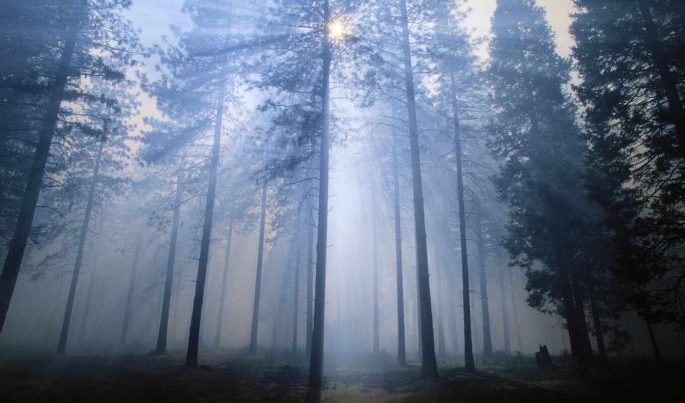 nature, tree, for, fog, fir, mist, fore