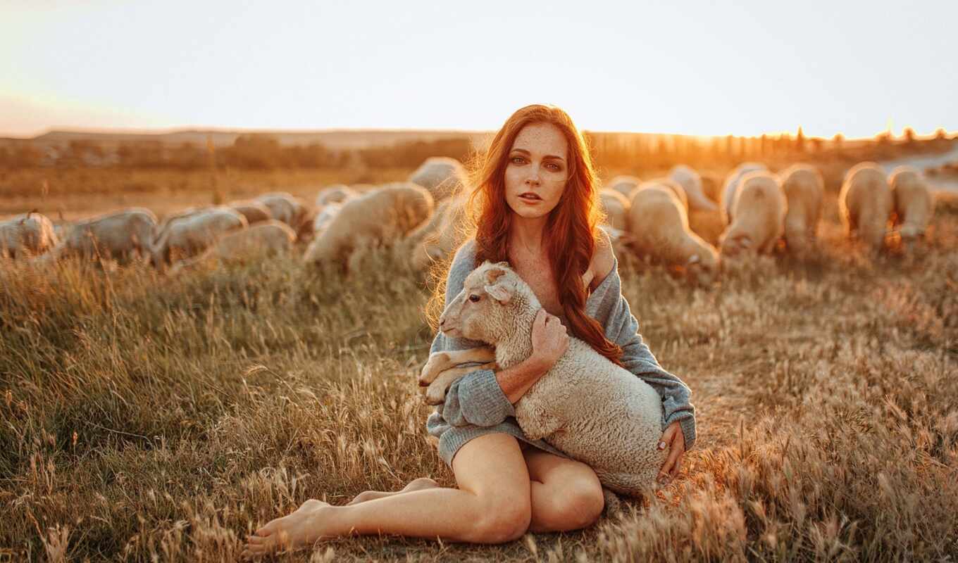 взгляд, девушка, овец