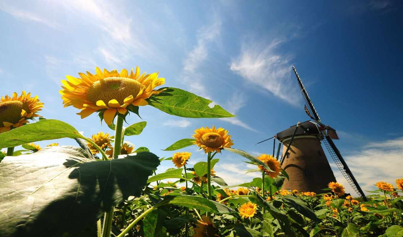 flowers, field, sunflower, because