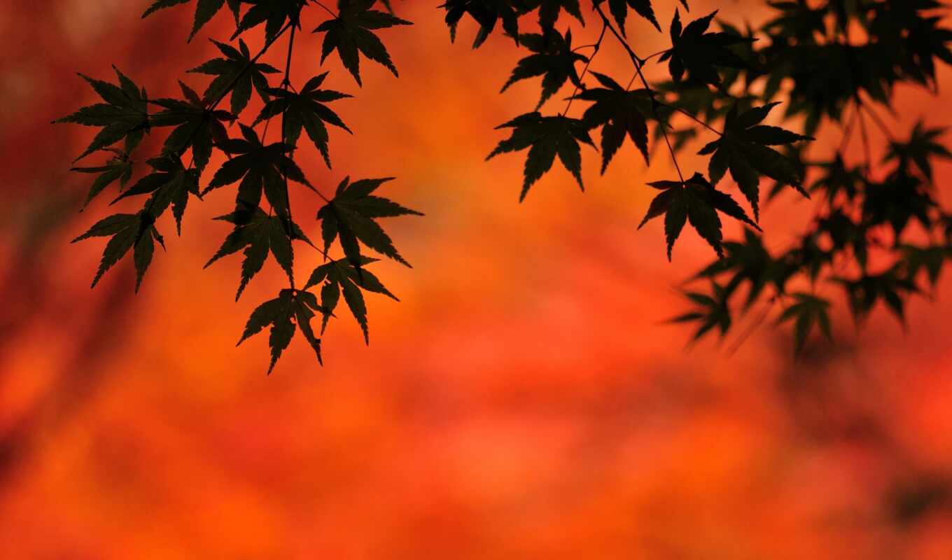 природа, red, дерево, japanese, gallery, осень, maple, natural, leaf, среда, rare