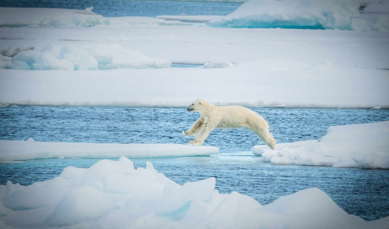 фото, white, картинка, лед, море, найти, медведь, arctic, polar, тыс