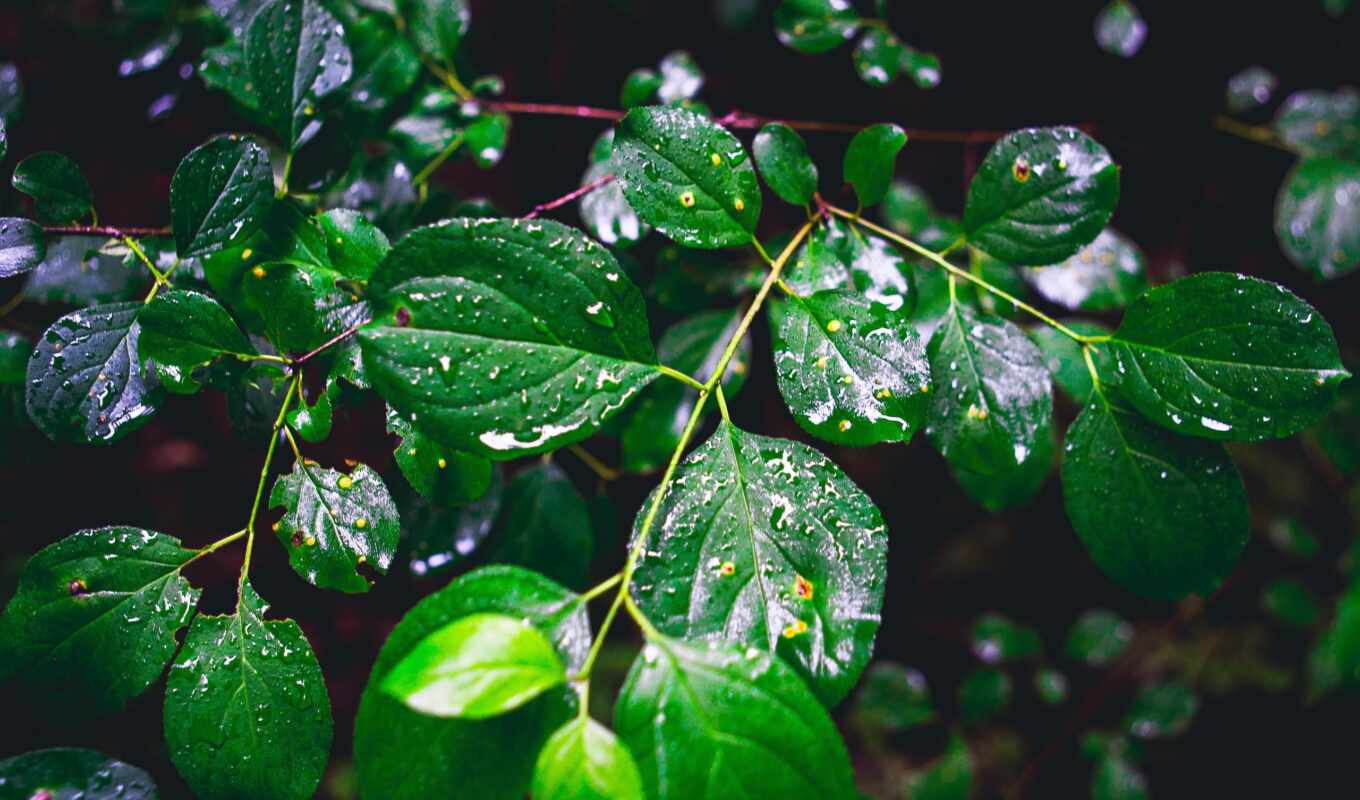 лист, зелёный, leaf, besplatnooboi