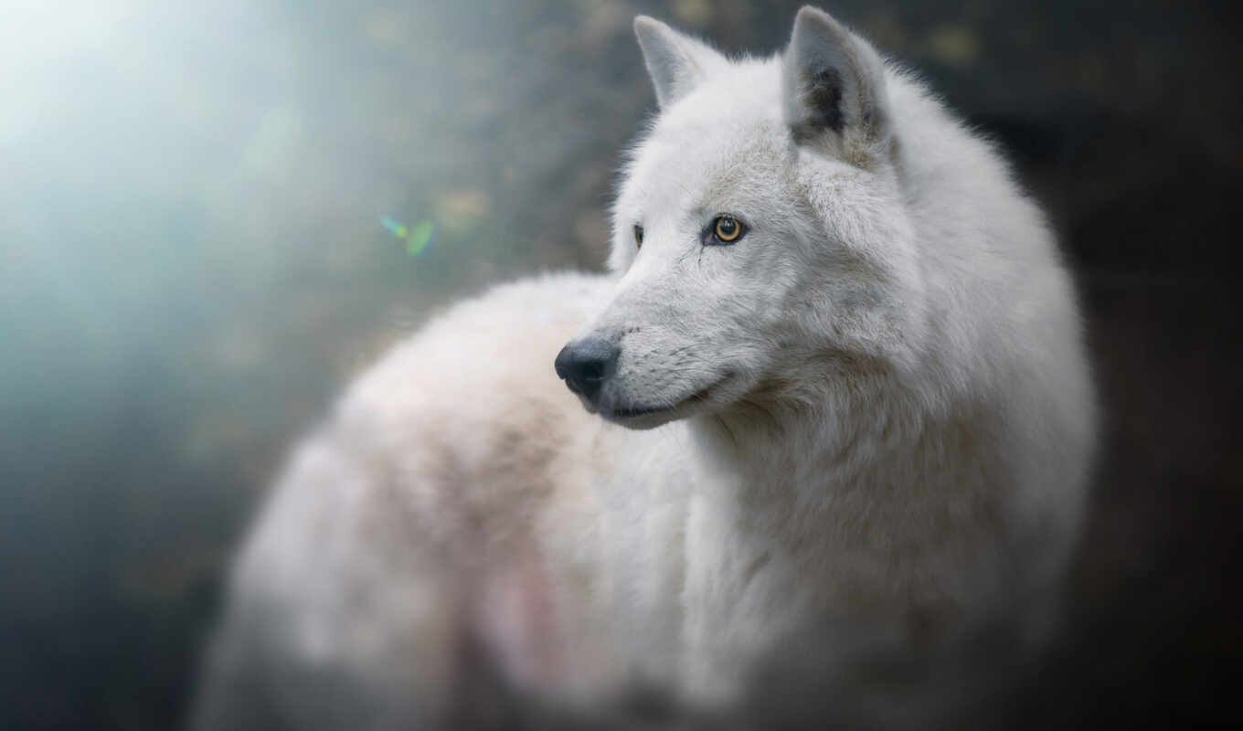 blue, white, picture, eye, eyes, to find, wolf, polar, thous, canis