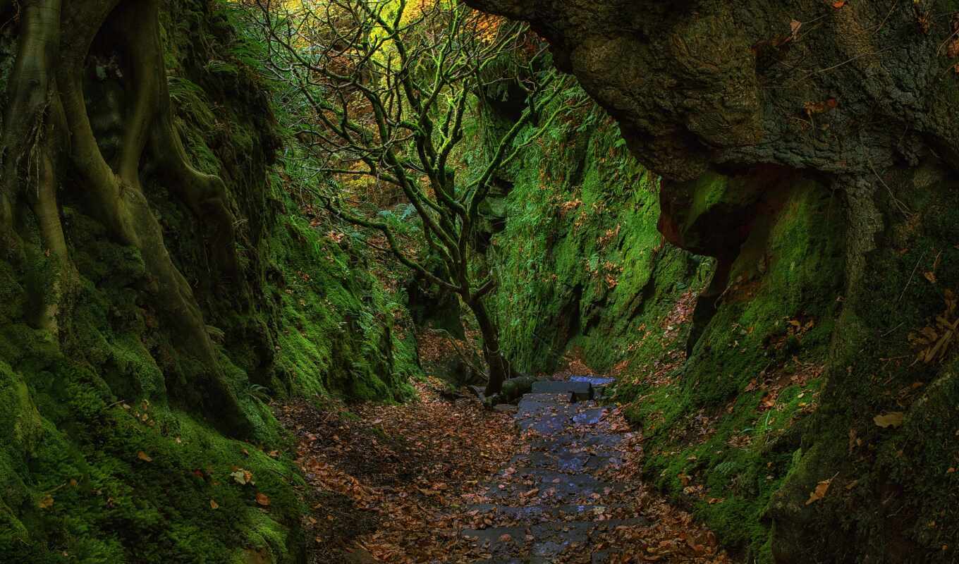 природа, дерево, зелёный, rock, чертовка, мох, шотландия, расположение, wilderness, staircase, fore