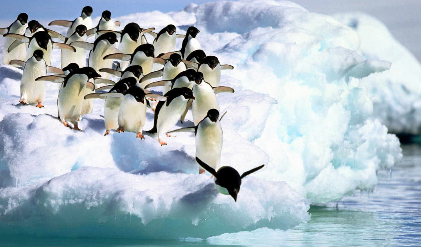 блог, прыжок, дар, animal, айсберг, into, пингвин