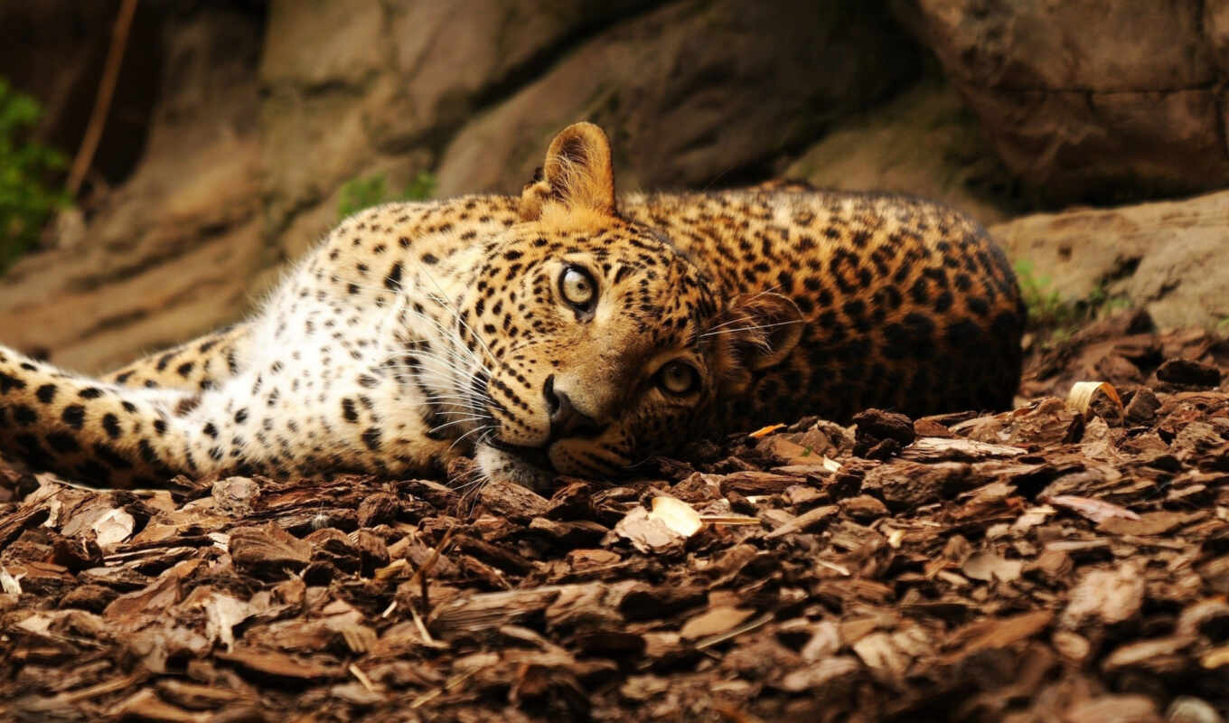 лежит, смотреть, леопард, листва, леопарды, кошек, гепарды, больших, камни, любители