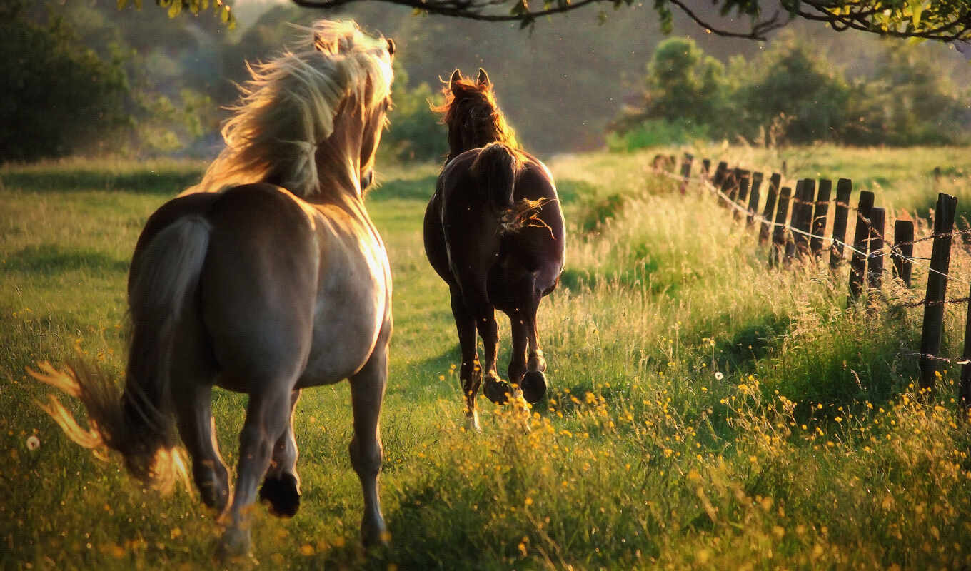 summer, лошадь, лошади, кони, run, кабало, caballo, галоп