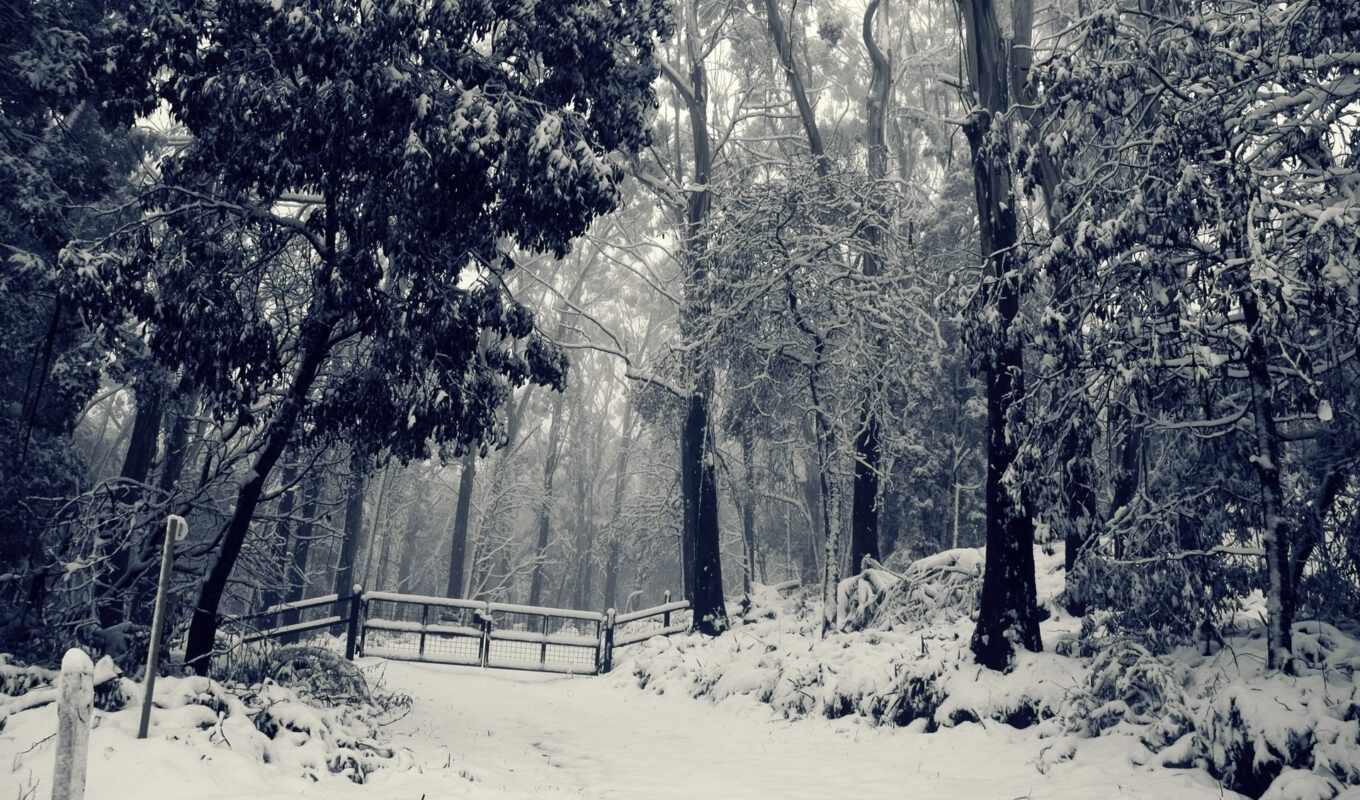 дерево, снег, winter, лес, забор