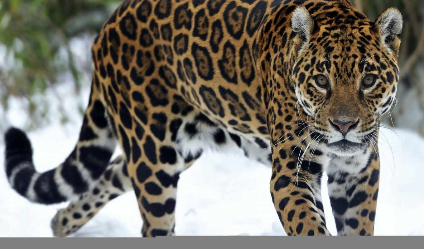 winter, animal, гепард, panthera, jaguar, скорость, die, fast, shirokoformatnyi