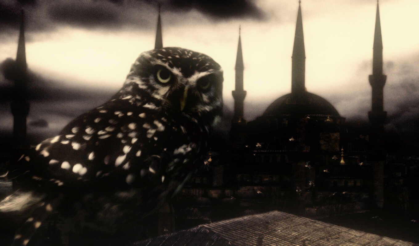 сова, птица, animal, istanbul