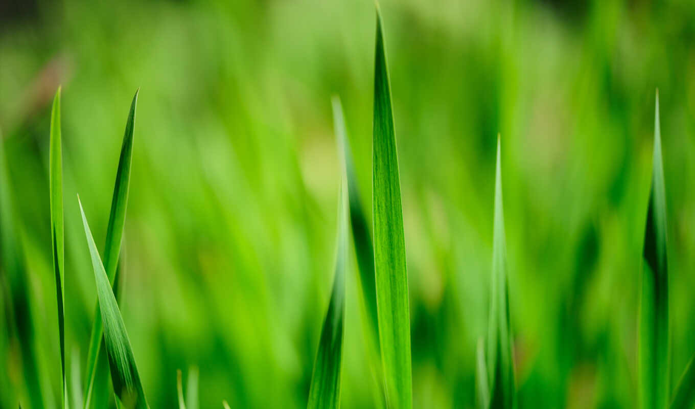 grass, greenery