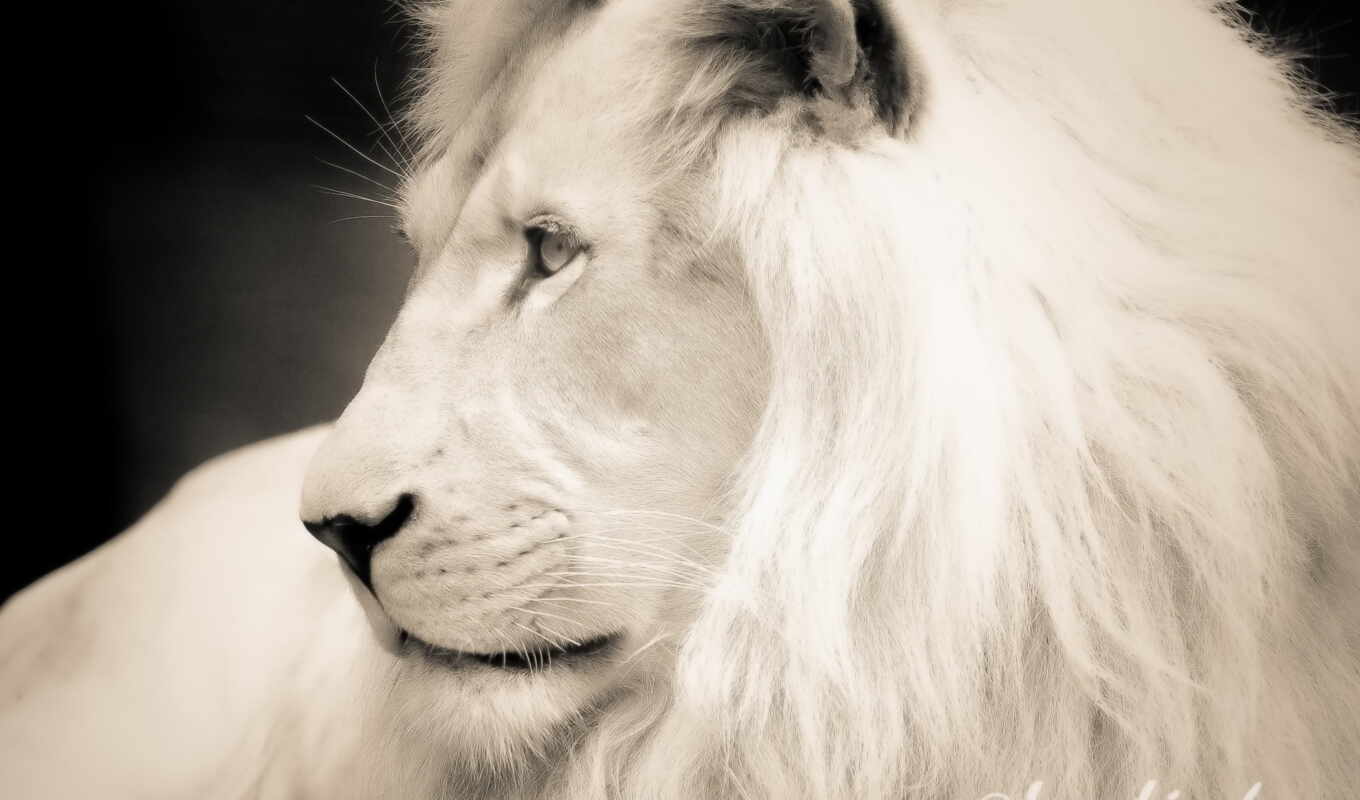 white, profile, lion, photoshop, морда