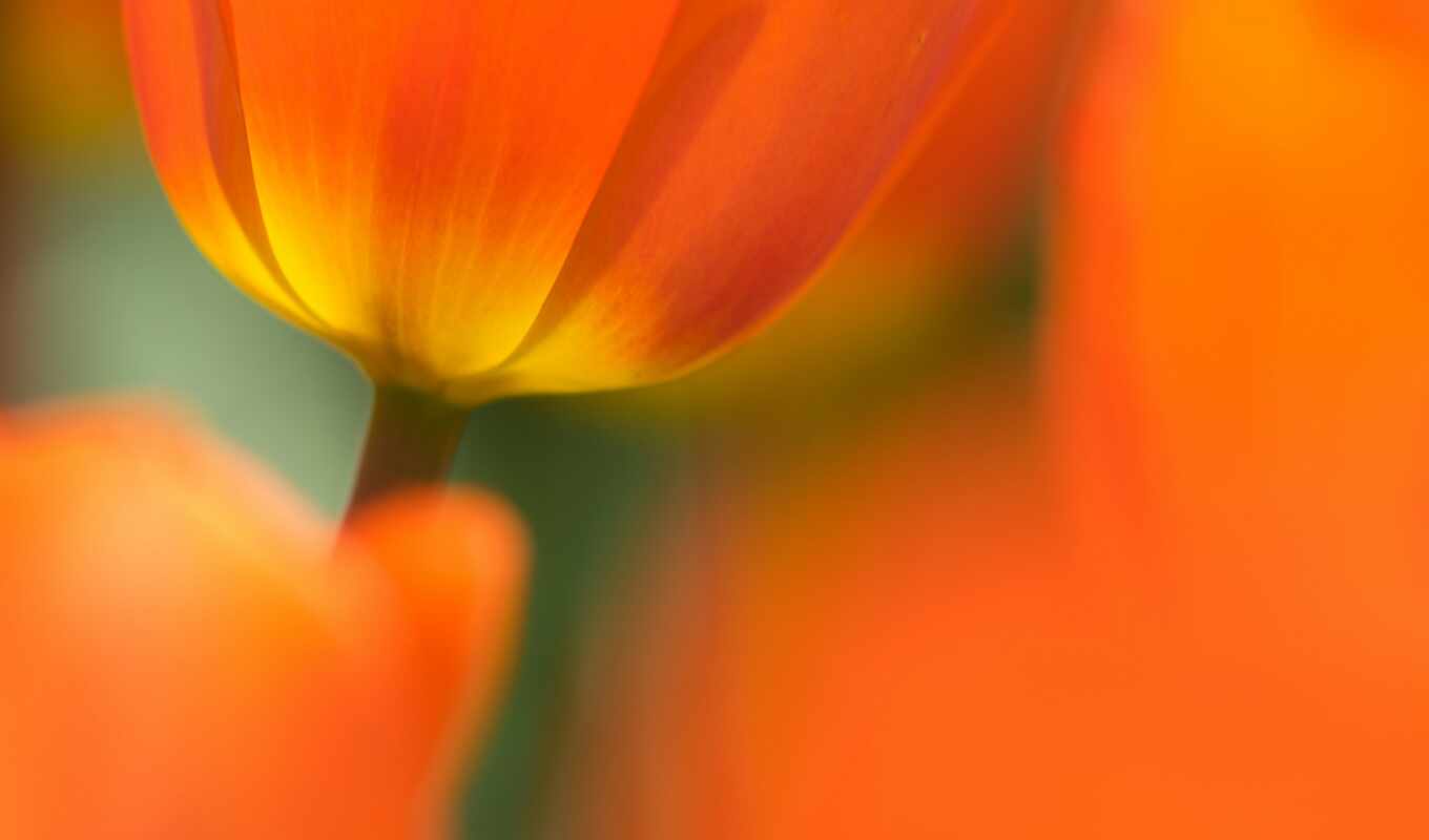 desktop, flowers, flowers, spring, subject, tulips, tulip, petals