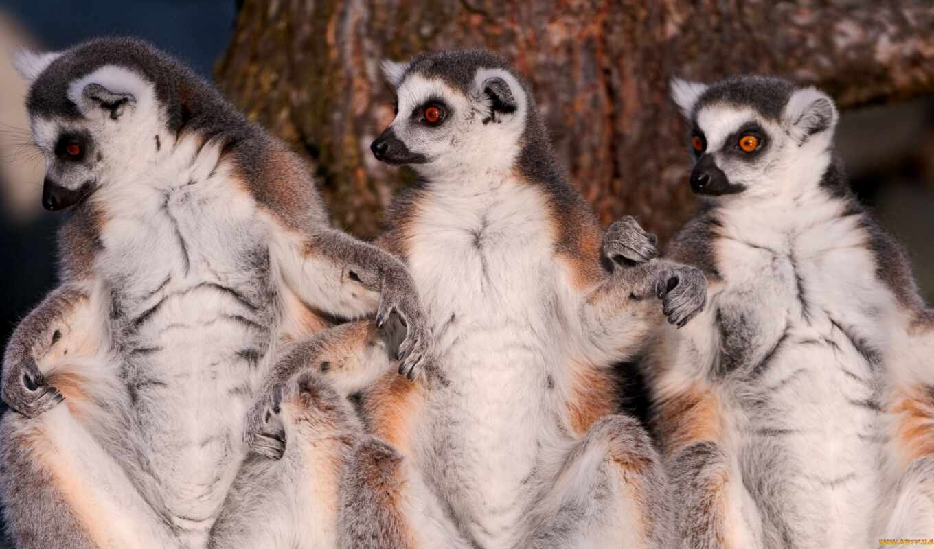 which, lemur, difference, everything, lemura, rural
