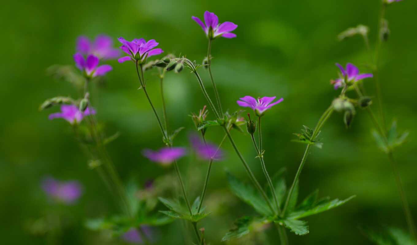 flowers, summer, background, green, lilac, beautiful, purple, greenery