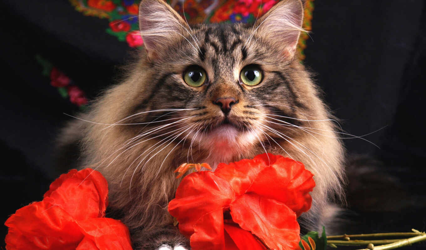 flowers, view, eye, red, cat, see, fluffy, maine, kuna