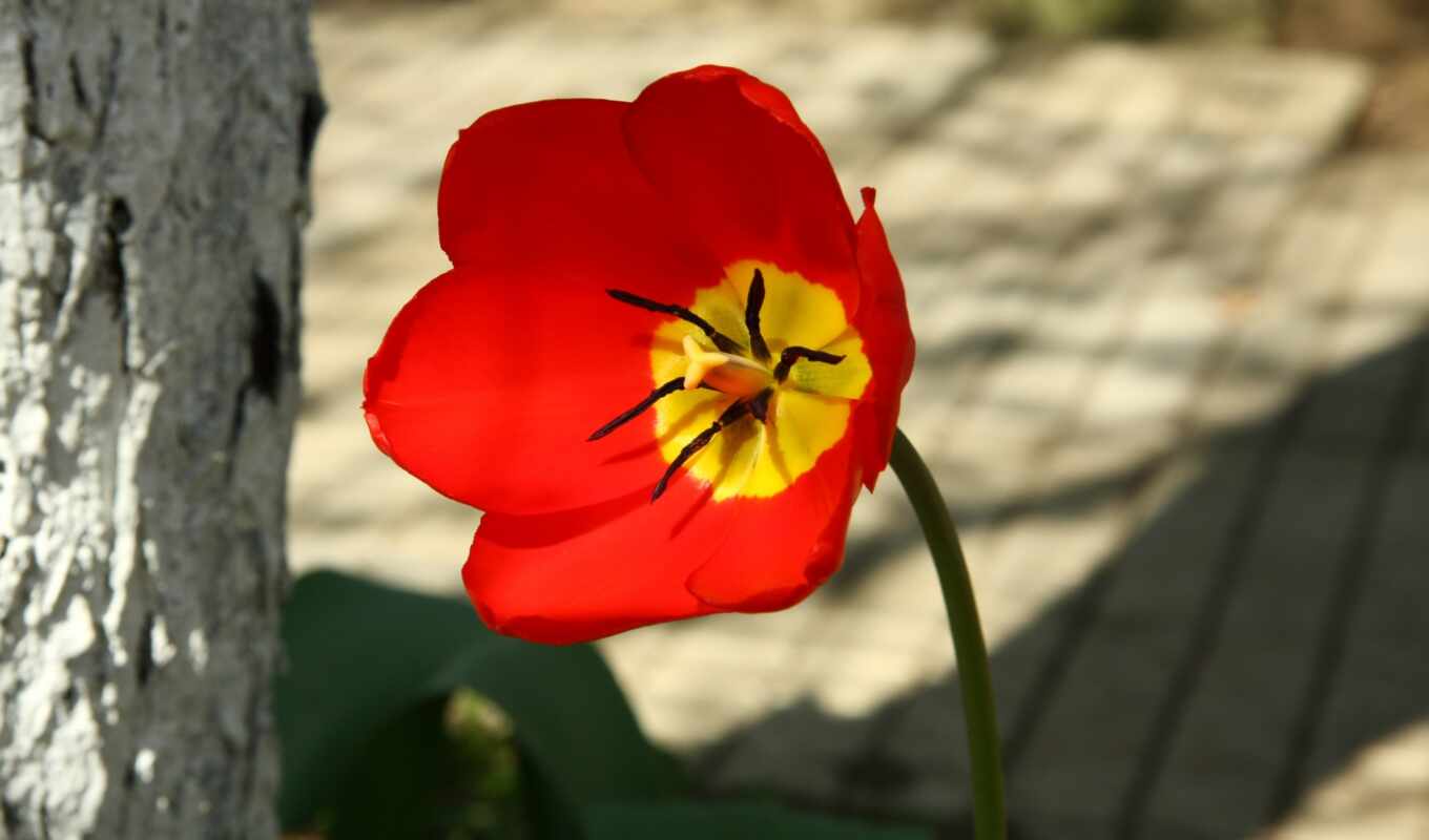 цветы, red, тюльпан, biology