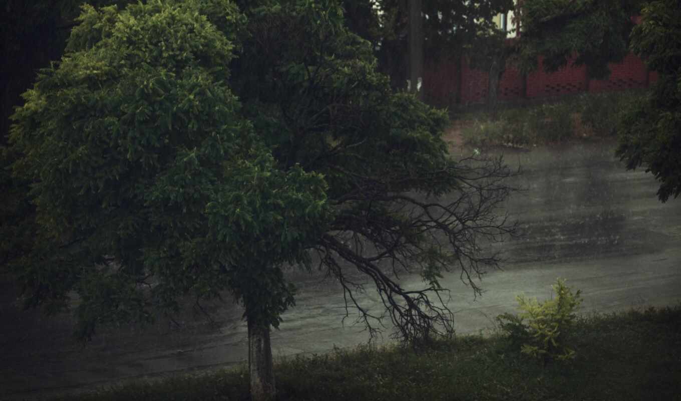 rain, tree, gloomy