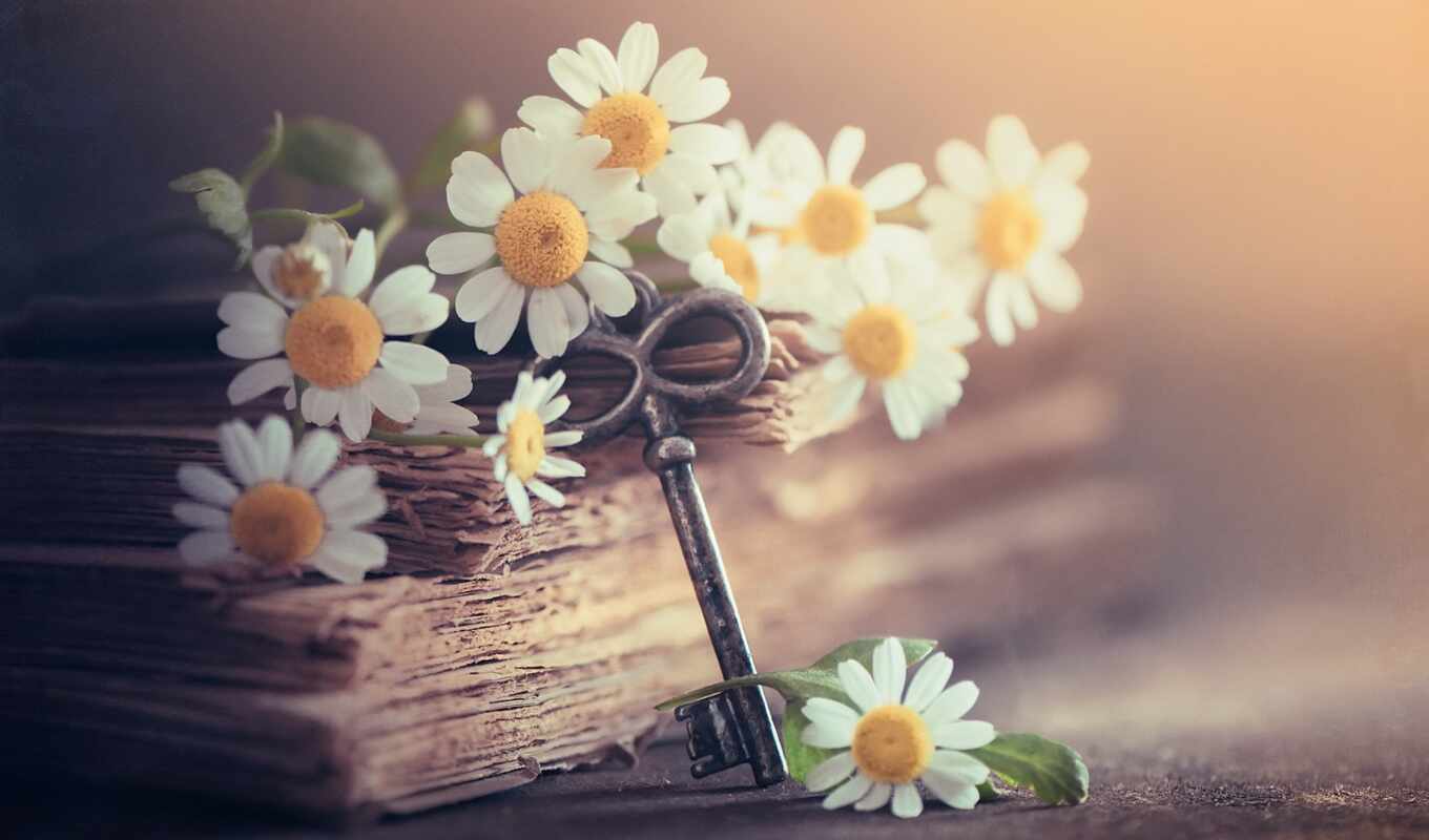 цветы, книга, ключ, ромашка