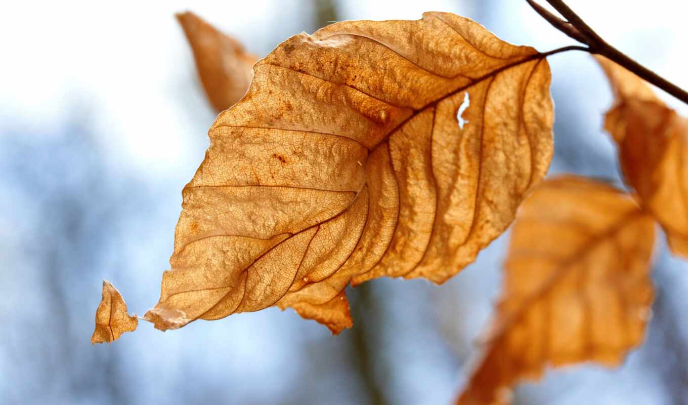 autumn, leaf, dry