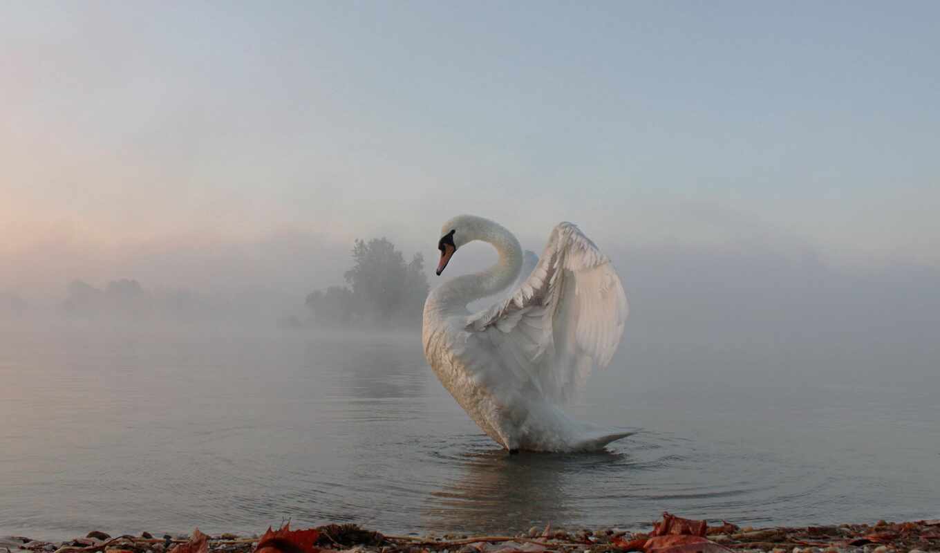 озеро, white, картинка, утро, лебедь, foggy, wpisy