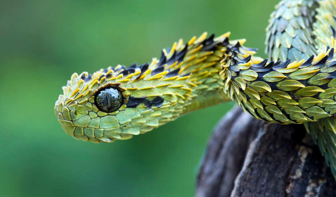 глаз, snake
