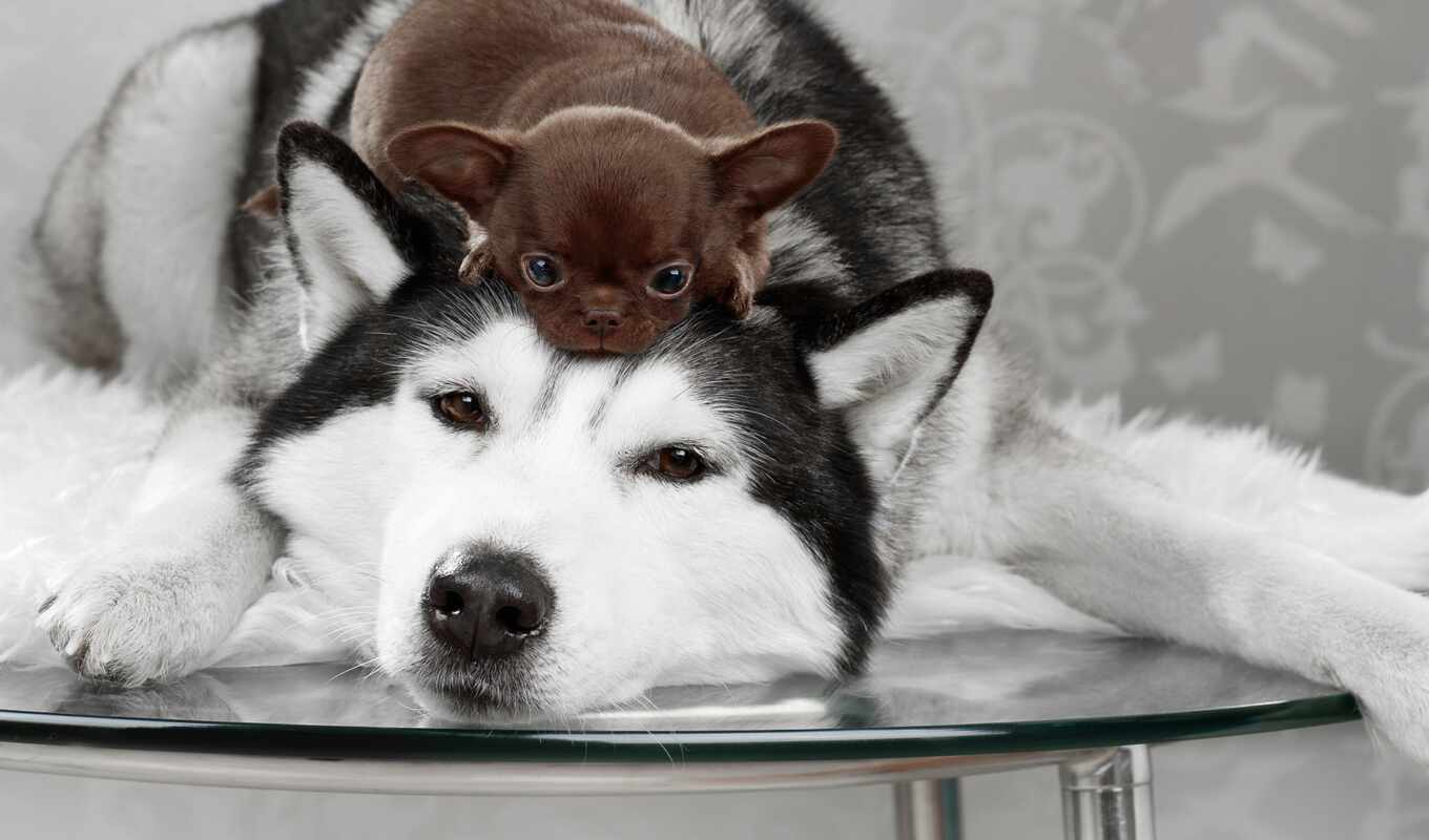 view, big, dog, brown, puppy, animal, small, chihuahua, husky