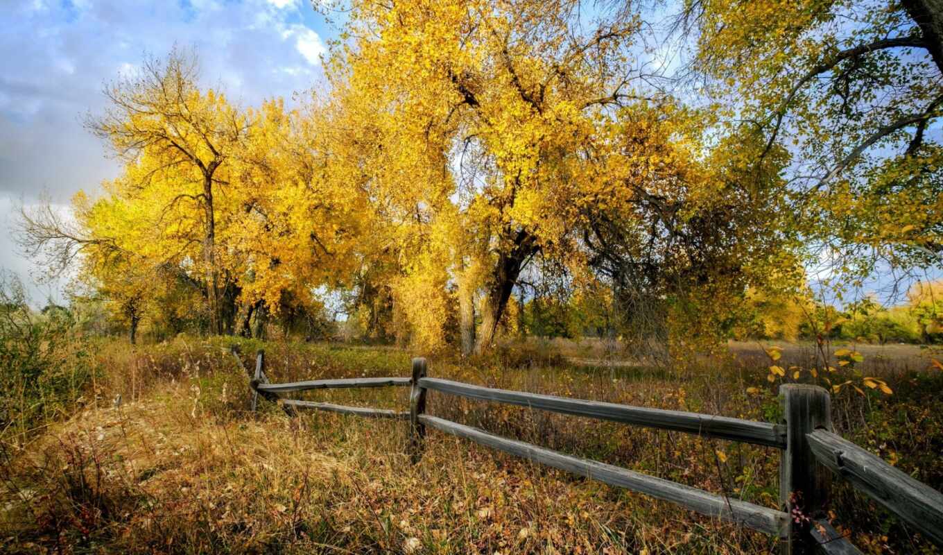 mac, дерево, осень, split, забор, rail