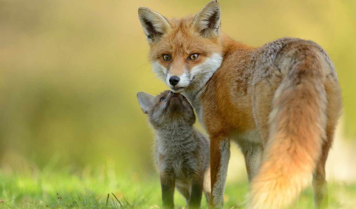 fox, lisen, funart, child